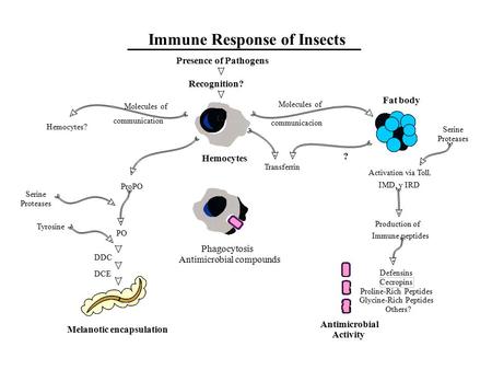 Immune Response of Insects Presence of Pathogens Recognition? Hemocytes Phagocytosis Antimicrobial compounds Transferrin Hemocytes? Serine Proteases Fat.