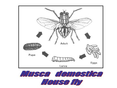 Mosquitoes Life cycle Egg—larvae–- pupa--- adult. Anopheles vector of malaria and filariasis, breed in clear water Culex vector of filariasis.