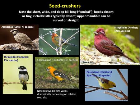 Seed-crushers Note the short, wide, and deep bill long (“conical”); hooks absent or tiny; rictal bristles typically absent; upper mandible can be curved.