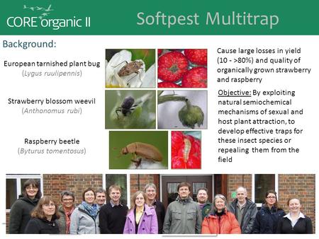 Softpest Multitrap Background: Cause large losses in yield (10 - >80%) and quality of organically grown strawberry and raspberry European tarnished plant.