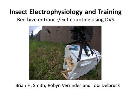 Insect Electrophysiology and Training Bee hive entrance/exit counting using DVS Brian H. Smith, Robyn Verrinder and Tobi Delbruck.