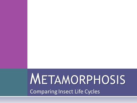 Comparing Insect Life Cycles