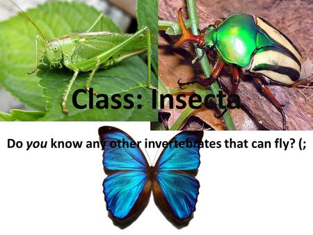 Do you know any other invertebrates that can fly? (; Class: Insecta.