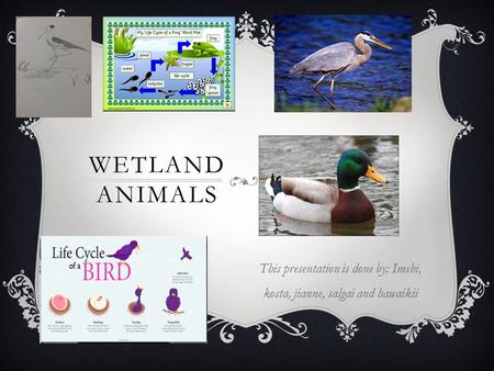 WETLAND ANIMALS This presentation is done by: Imshi, kosta, jianne, salgai and hawaikii.