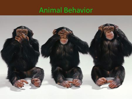 Animal Behavior.