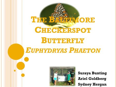 T HE B ALTIMORE C HECKERSPOT B UTTERFLY E UPHYDRYAS P HAETON Suraya Bunting Ariel Goldberg Sydney Hergan.