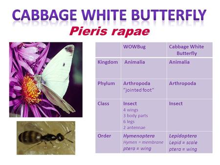 Cabbage White Butterfly