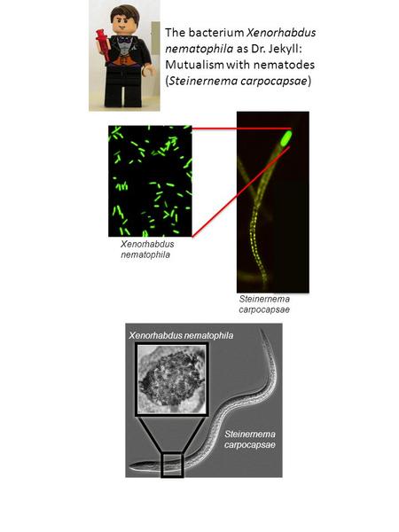 Steinernema carpocapsae Xenorhabdus nematophila Steinernema carpocapsae Xenorhabdus nematophila The bacterium Xenorhabdus nematophila as Dr. Jekyll: Mutualism.