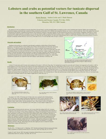 Lobsters and crabs as potential vectors for tunicate dispersal in the southern Gulf of St. Lawrence, Canada Renée Bernier, Andrea Locke and J. Mark Hanson.