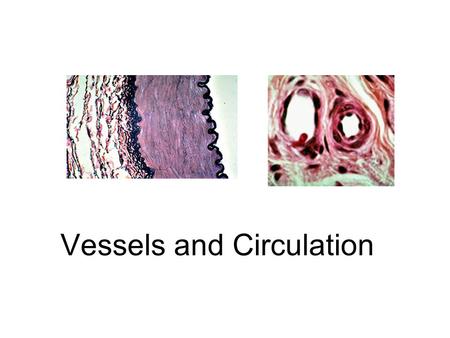 Vessels and Circulation