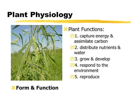 Plant Physiology Plant Functions: Form & Function