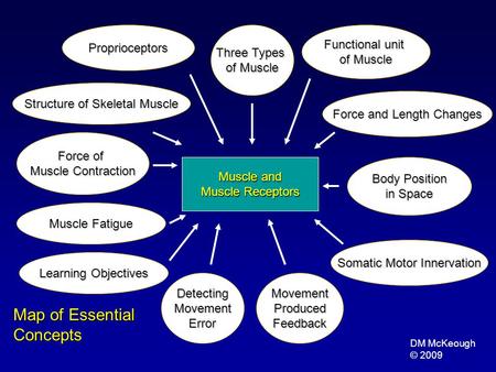 Muscle and Muscle Receptors Movement Produced Feedback Somatic Motor Innervation Somatic Motor Innervation Body Position Body Position in Space in Space.