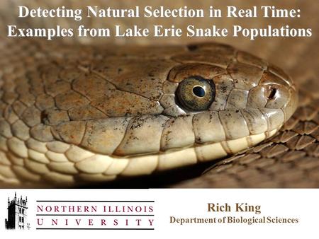 Rich King Department of Biological Sciences Detecting Natural Selection in Real Time: Examples from Lake Erie Snake Populations.