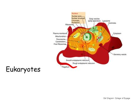 Eukaryotes Cell Diagram: College of Dupage. Two basic types of cells ________________ Almost always single-celled (except for prokaryote colonies). Reproduce.