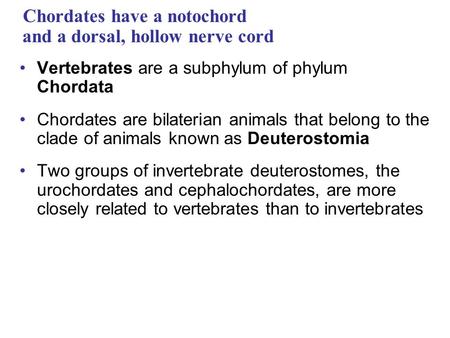 Chordates have a notochord and a dorsal, hollow nerve cord