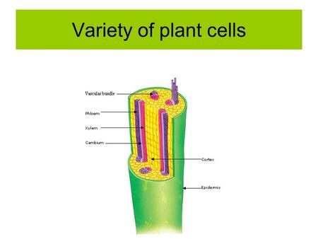 Variety of plant cells. There are 2 types of vascular (transport) tissue found throughout the plant. Xylem tissue consists of 1. Xylem vessels.