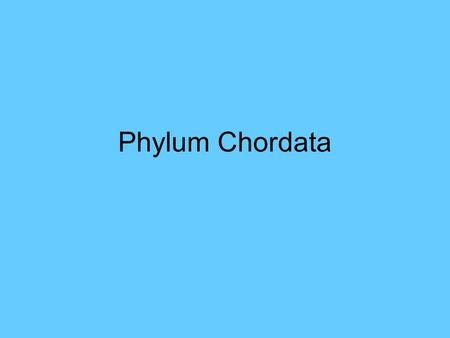 Phylum Chordata.