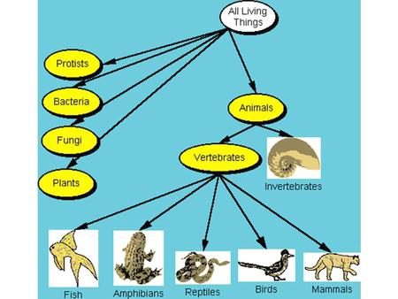 Starfish Invertebrates Arthropods Mollusks Insects.