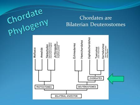 Chordates are Bilaterian Deuterostomes. Phylogeny (cont.) 5 Classes (before tetrapods) 1.Agnatha Jawless fish; hagfish and lampreys 2.Chrondrichthes Sharks,