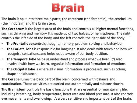 Brain The brain is split into three main parts; the cerebrum (the forebrain), the cerebellum (the hindbrain) and the brain stem. The Cerebrum is the largest.