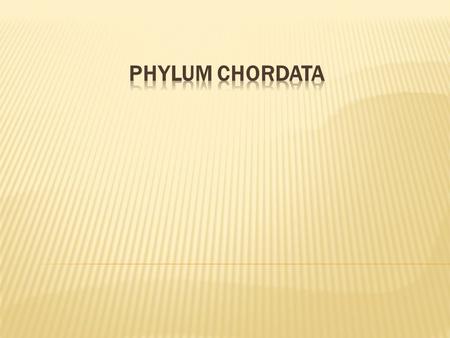  Includes all vertebrates and two groups of invertebrates  Have four characteristics during some stage of their life;  Notochord  Dorsal nerve chord.