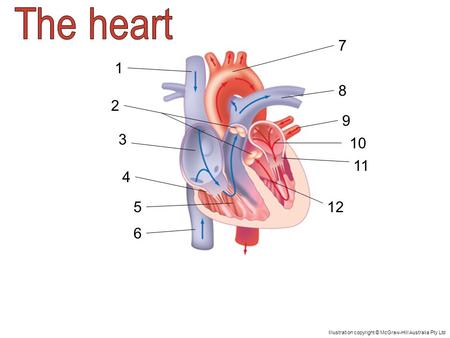 Superior vena cava The superior vena cava carries deoxygenated blood to the heart. The blood comes from the upper body.