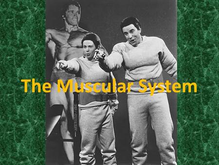 The Muscular System.