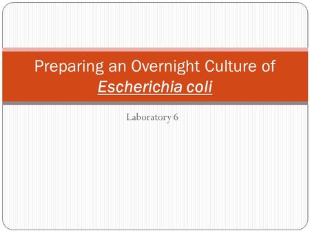 Preparing an Overnight Culture of Escherichia coli