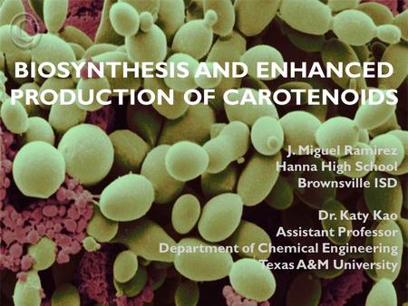 BIOSYNTHESIS AND ENHANCED PRODUCTION OF CAROTENOIDS J. Miguel Ramirez Hanna High School Brownsville ISD Dr. Katy Kao Assistant Professor Department of.