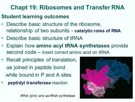 Chapt 19: Ribosomes and Transfer RNA