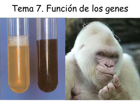 Tema 7. Función de los genes