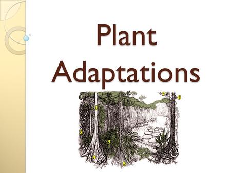 Plant Adaptations.