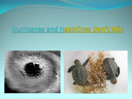 Summary The overlap of hurricanes and nesting seasons in the southeastern US is a threat to the survival of sea turtle nests. Students will explore real.