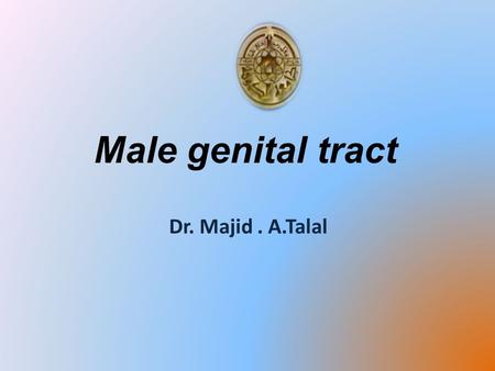 Male genital tract Dr. Majid. A.Talal. * Male reproductive system consist of: 1- scrotum 2- Testes & epididymis 3- Spermatic cord 4- deferent duct 5-