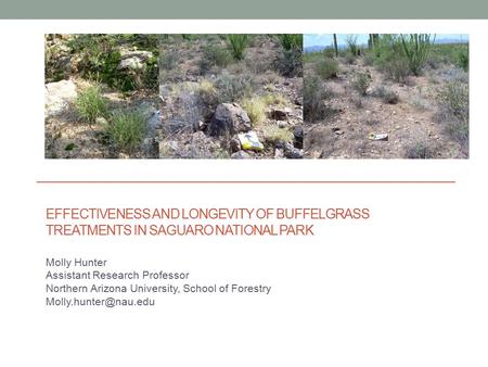 EFFECTIVENESS AND LONGEVITY OF BUFFELGRASS TREATMENTS IN SAGUARO NATIONAL PARK Molly Hunter Assistant Research Professor Northern Arizona University, School.