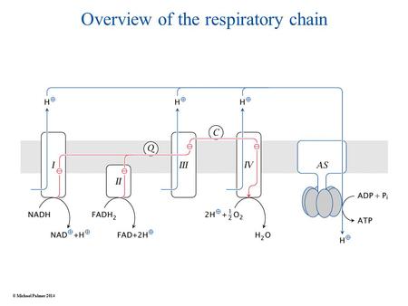 Overview of the respiratory chain © Michael Palmer 2014.