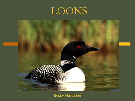 LOONS Becky Marischen.