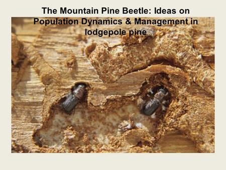 The Mountain Pine Beetle: Ideas on Population Dynamics & Management in lodgepole pine.