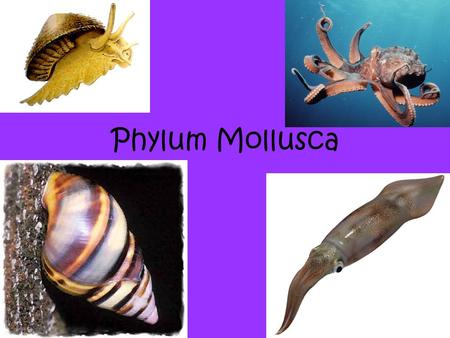 Phylum Mollusca.