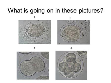 What is going on in these pictures? 1 2 34. Stages of Human development 1. Cut out the stages of human development. 2. sequence. 3. Set up your paper.