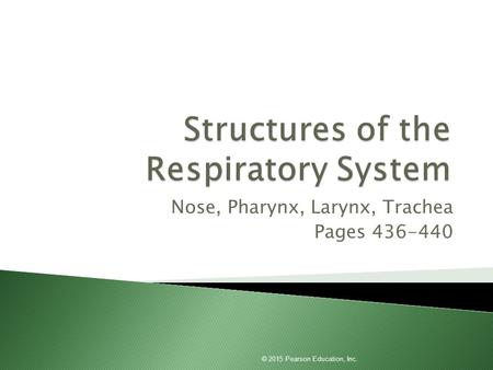 Structures of the Respiratory System