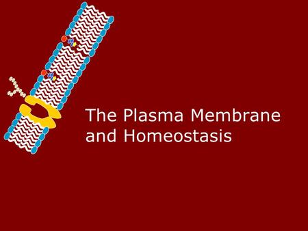 The Plasma Membrane and Homeostasis Homeostasis – Maintaining a Balance.