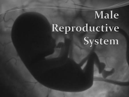 Male Reproductive System