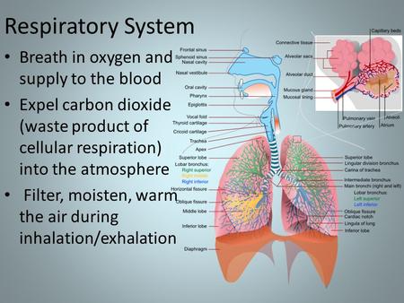 Respiratory System Breath in oxygen and supply to the blood Expel carbon dioxide (waste product of cellular respiration) into the atmosphere Filter, moisten,