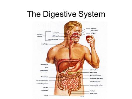 The Digestive System. Homework Chapter 6.3 – Practice Problems 1-3 Section 6.4 – Practice Problems 1-5 Section 6.5 – Practice Problems 1-6 Copy Figure.