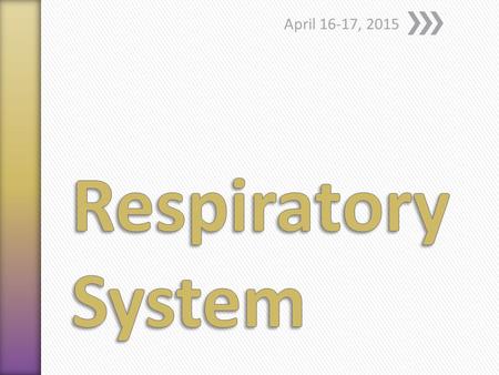 April 16-17, 2015. 1.Air enters through the external nares (nostrils) 2. Nasal cavity. Nasal cavity is lined with ciliated, mucosal epithelial tissue.