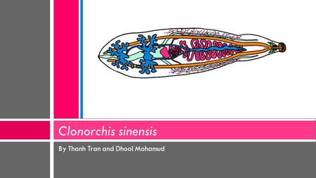 By Thanh Tran and Dhool Mohamud Clonorchis sinensis.