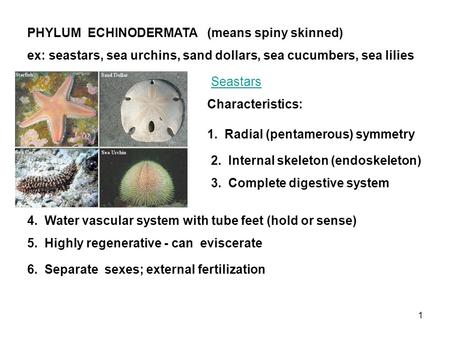 PHYLUM  ECHINODERMATA	(means spiny skinned)