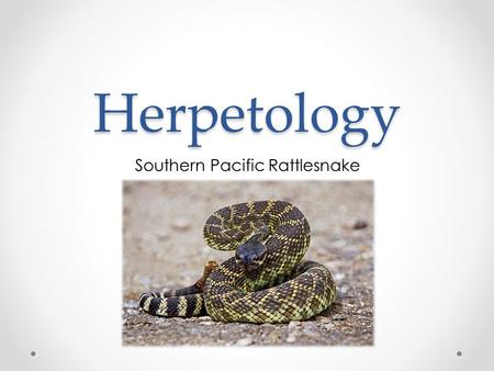 Herpetology Southern Pacific Rattlesnake. Stats: o 4-5 ft. o Greenish – black, diamonds on back o Front-fanged o Hemotoxic venom, attacking blood Crotalus.