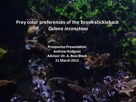 Prey color preferences of the brook stickleback Culaea inconstans Prospectus Presentation Andrew Hodgson Advisor: Dr. A. Ross Black 21 March 2012.